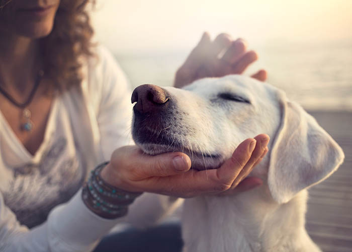 owner caressing gently her dog